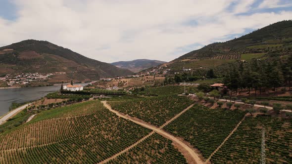 Aerial Shot Over Vineyards in Douro Valley