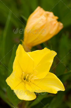 erbaceous perennial plant with yellow flowers