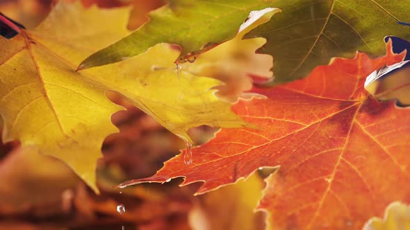 Wet autumn leaves with raindrops falling - close up