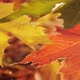 Wet autumn leaves with raindrops falling - close up - VideoHive Item for Sale
