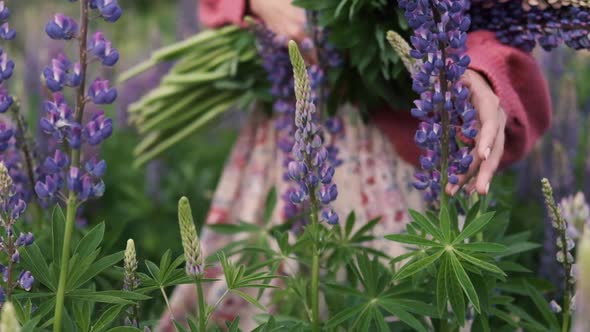 Young Woman with a Bouquet Walks Among the Field of Lupines, Hand Touches Foil Flowers Close-up. The