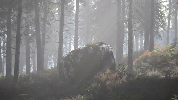 Bright Early Morning Forest in Mountains