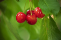 Cherries - PhotoDune Item for Sale