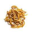 Fried salty worms. Roasted mealworms. - PhotoDune Item for Sale
