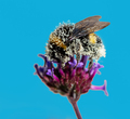 Bumblebee full of pollen - PhotoDune Item for Sale