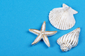 Shells and starfish - PhotoDune Item for Sale
