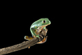 Burmeisters leaf frog and common walking leaf frog isolated on black background - PhotoDune Item for Sale