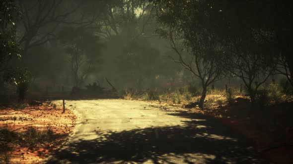 Asphalt Road Through the Deep Forest alt