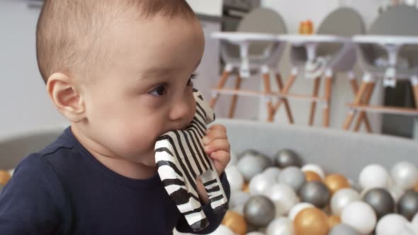 Teething Toddler Nibbling on Toy Zebra