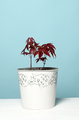 Pot with maple seedling - PhotoDune Item for Sale