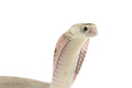 The Chinese cobra isolated on white background - PhotoDune Item for Sale