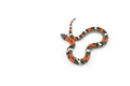 Tricolored False coral hognose snake isolated on white background - PhotoDune Item for Sale
