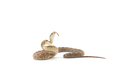 Rat snake attack pose isolated on white background - PhotoDune Item for Sale