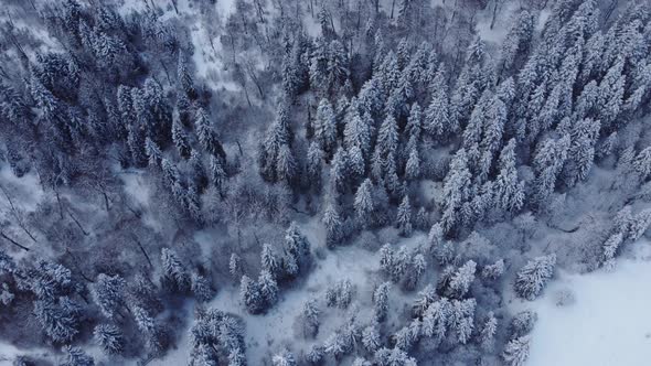 Aerial Forest view - Winter Landscape Aerial