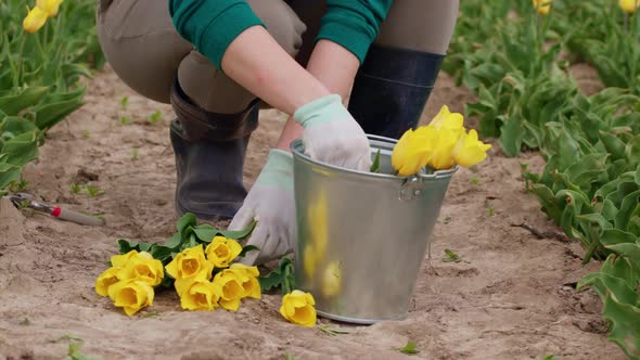 Hands in White Garden Gloves Counting Putting Yellow Tulip Flowers Into Bunch