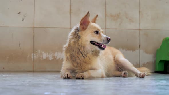 Lonely Stray Dog Lying on the Floor in Shelter Suffering Hungry Miserable Life Homelessness