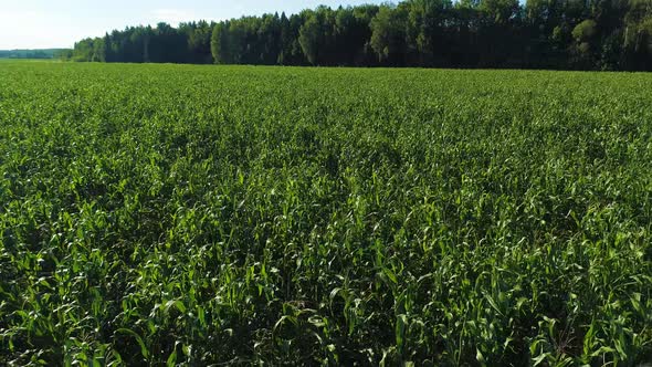 Aerial View of Green Corn Maize Field. Plantation Landscape in Sunny Summer Day