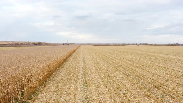 Agricultural field during the corn harvest. Agricultural industry