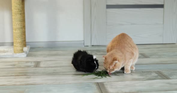 Ginger cat and black guinea pig eating grass at home