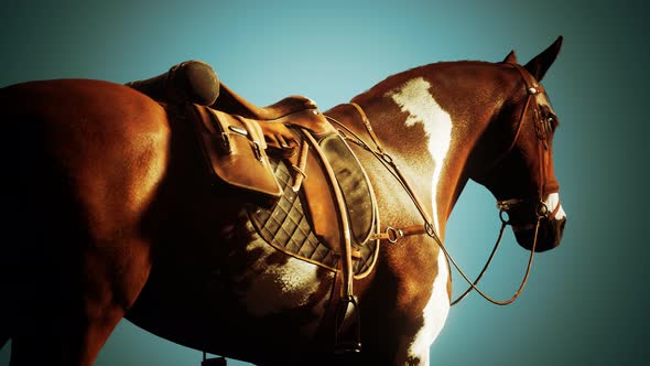 Saddle with Stirrups on a Back of a Horse