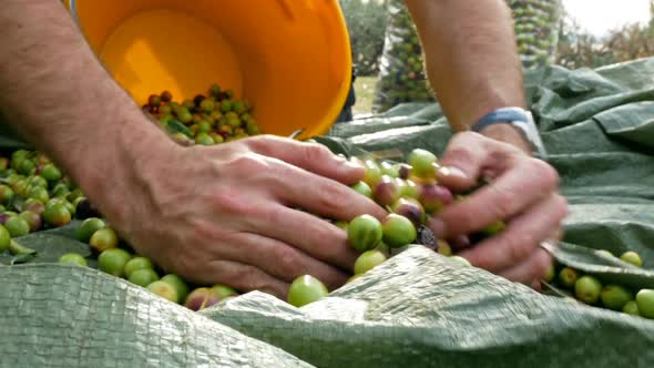 Collecting Olives On Olive Tree Plantation