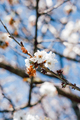 Detail of a white cherry flower on the branch - PhotoDune Item for Sale