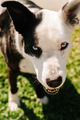 Portrait of a blue eyed black and white dog - PhotoDune Item for Sale