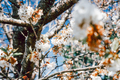 White cherry flowers blossoming in spring season - PhotoDune Item for Sale