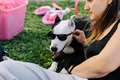 Woman putting sunglasses on her dog - PhotoDune Item for Sale