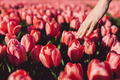 Tulips - spring 2022 - PhotoDune Item for Sale