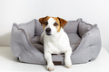 Portrait of cute dog jack russell terrier lying in pet bed and looking at camera - PhotoDune Item for Sale