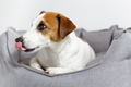 Close-up portrait of dog jack russell terrier licking nose, lying in pet bed. - PhotoDune Item for Sale