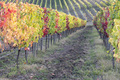 The colorful leaves of the vines in autumn - PhotoDune Item for Sale