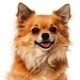 Small Dog Barking - AudioJungle Item for Sale