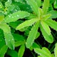 Dew drops on green grass and plants.Greenery in raindrops. - VideoHive Item for Sale