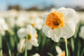 Daffodils - spring 2022 - PhotoDune Item for Sale