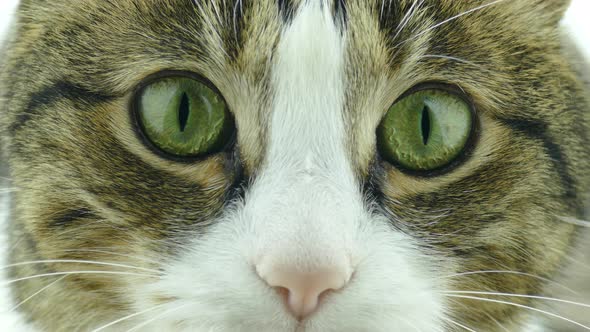 Portrait of a striped cat looks into the camera. Face close-up. Head of cat with wide open eyes.