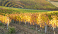 The colorful leaves of the vines in autumn - PhotoDune Item for Sale