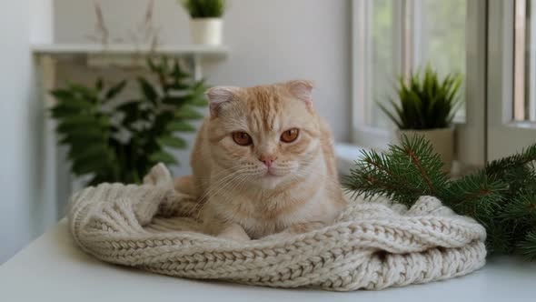 Red Ginger Tabby Scottish Fold Cat is Sitting on Soft Cozy Beige Scarf Near Spruce or Pine Branches