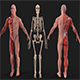 Human Anatomy complete body Muscule with bones Skeleton - 3DOcean Item for Sale