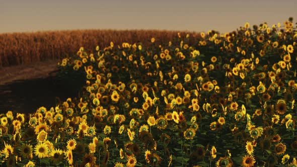 Field of Blooming Sunflowers on a Background Sunset