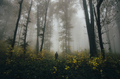 Man in enchanted forest with fog - PhotoDune Item for Sale
