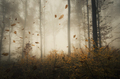Leaves falling in autumn forest with fog - PhotoDune Item for Sale
