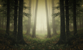 Path through wild woods in autumn - PhotoDune Item for Sale