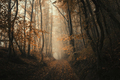 Road through enchanted autumn forest with fog - PhotoDune Item for Sale