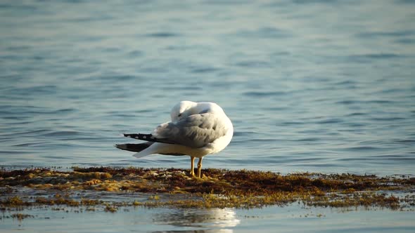 Slow Motion Closeup Shot of a Seagull on the Rock Against Calm Sea