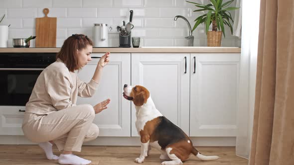 The Female Owner of the Beagle Dog Training and Treats Her Pet with a Treat