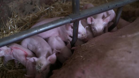 Piglets Drink Milk. Young Pigs in Agricultural Farm