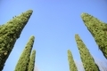 The elegant cypress tree with blue background - PhotoDune Item for Sale