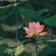 Beautiful Chinese Lotus